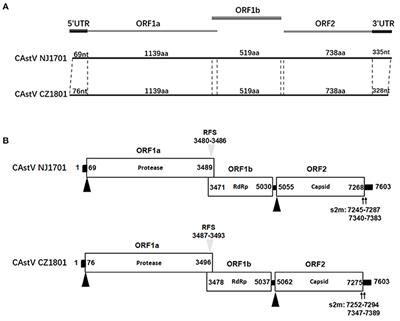 Isolation, Identification, and Genomic Characterization of Chicken Astrovirus Isolates From China